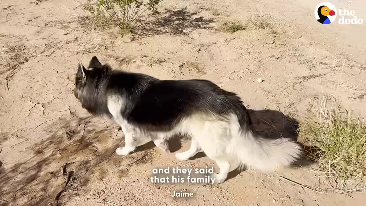 A black and white long-haired dog walks across dry, cracked dirt ground in a sunny outdoor area.