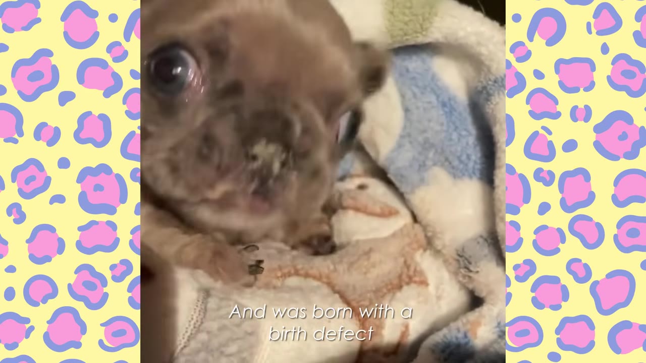 A close-up shot of a small, brown French bulldog puppy with wide eyes, wrapped in a blue and white blanket.