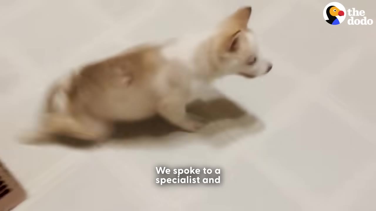 A small tan and white puppy stands on a light-colored tiled floor with text overlay that reads 'We spoke to a specialist and'.