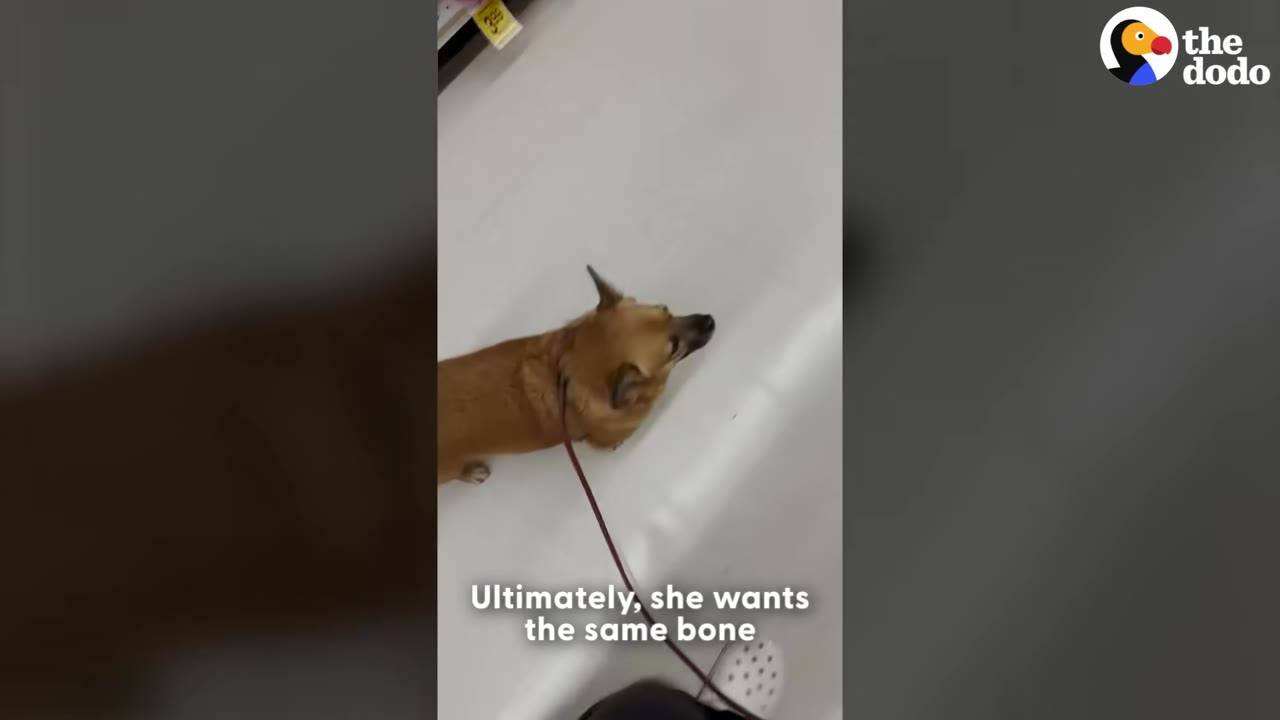 An overhead view of a small brown dog on a red leash walking on a white floor.