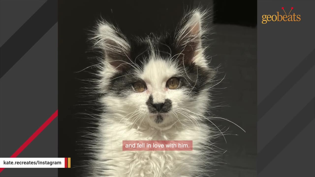 A close-up portrait of a fluffy black and white kitten with a distinctive black marking under its nose resembling a mustache.