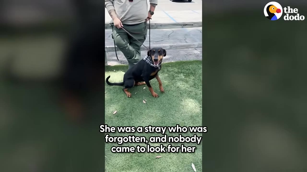 A black and tan Doberman mix wearing a plaid bandana sits on a patch of green grass next to a shelter worker, with text on screen reading, 'She was a stray who was forgotten, and nobody came to look for her.'