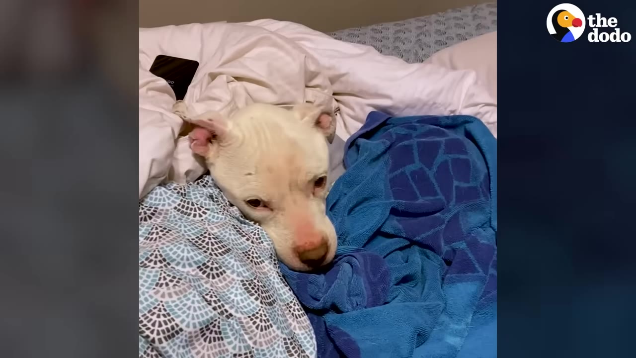 A white dog wrapped in blue and patterned blankets lies on a bed, looking up with a gentle expression.
