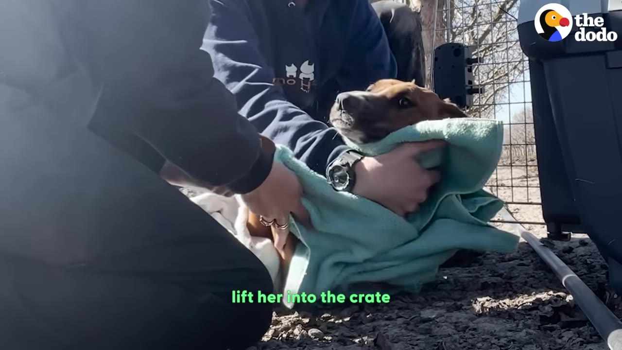 A brown dog wrapped in a light blue towel is gently held by rescuers as they prepare to lift her.