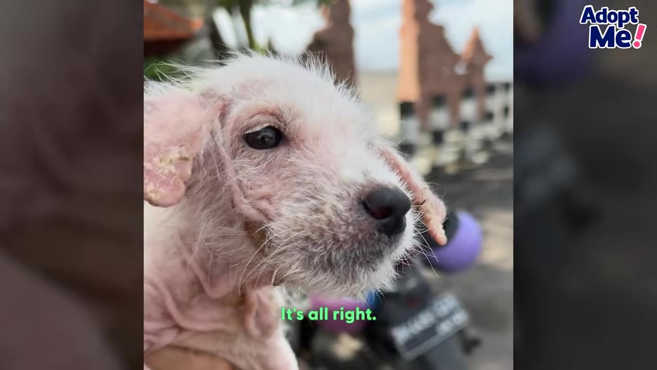 A close-up shot of a small, scruffy white puppy with pinkish skin, looking off to the side with a subtitle that reads, 'It's all right.'