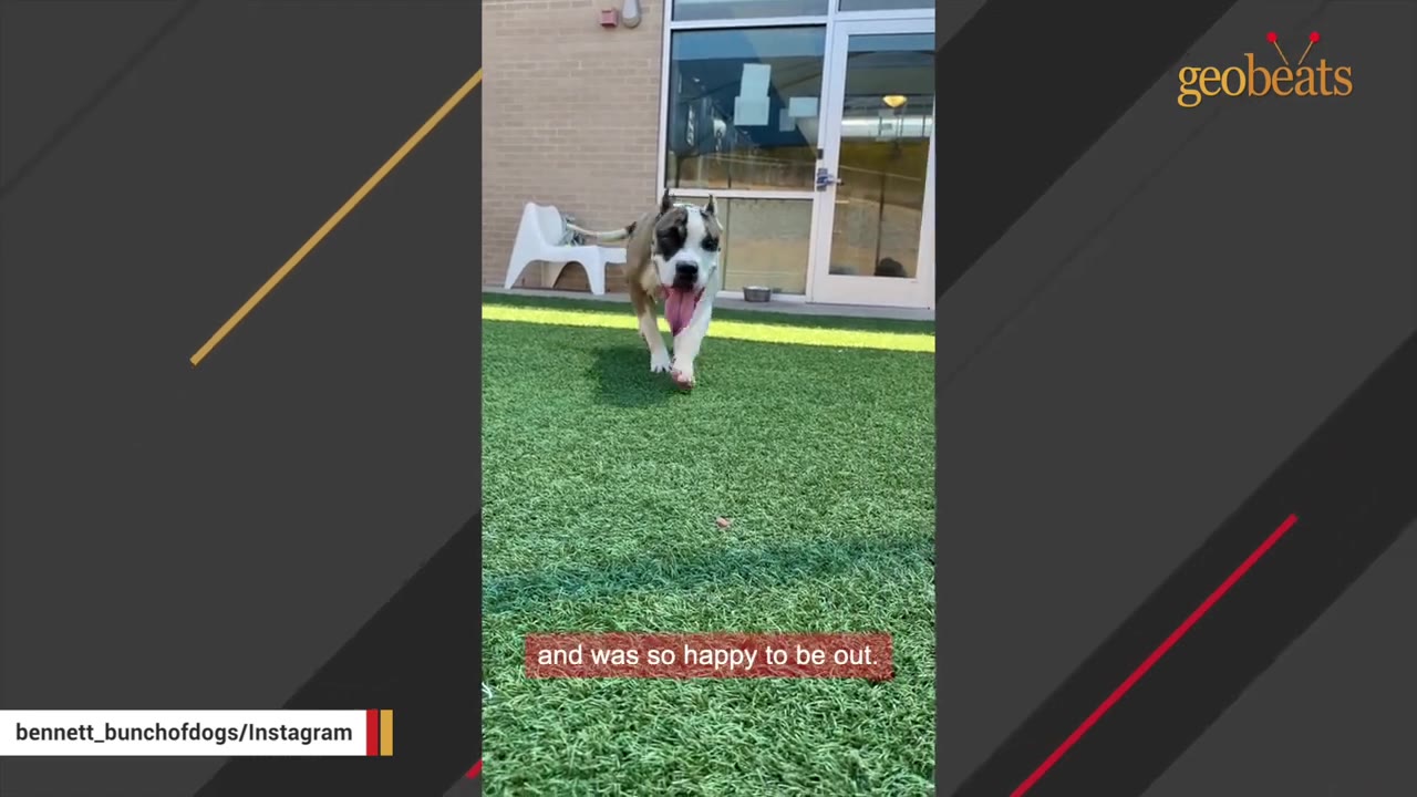 A pit bull mix dog happily runs across a green artificial turf yard outside a building.