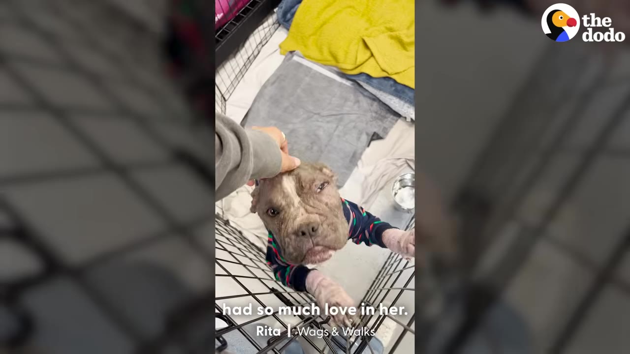 A small dog wearing a striped sweater looks up gently from inside a wire crate while a hand reaches in to pet her head.