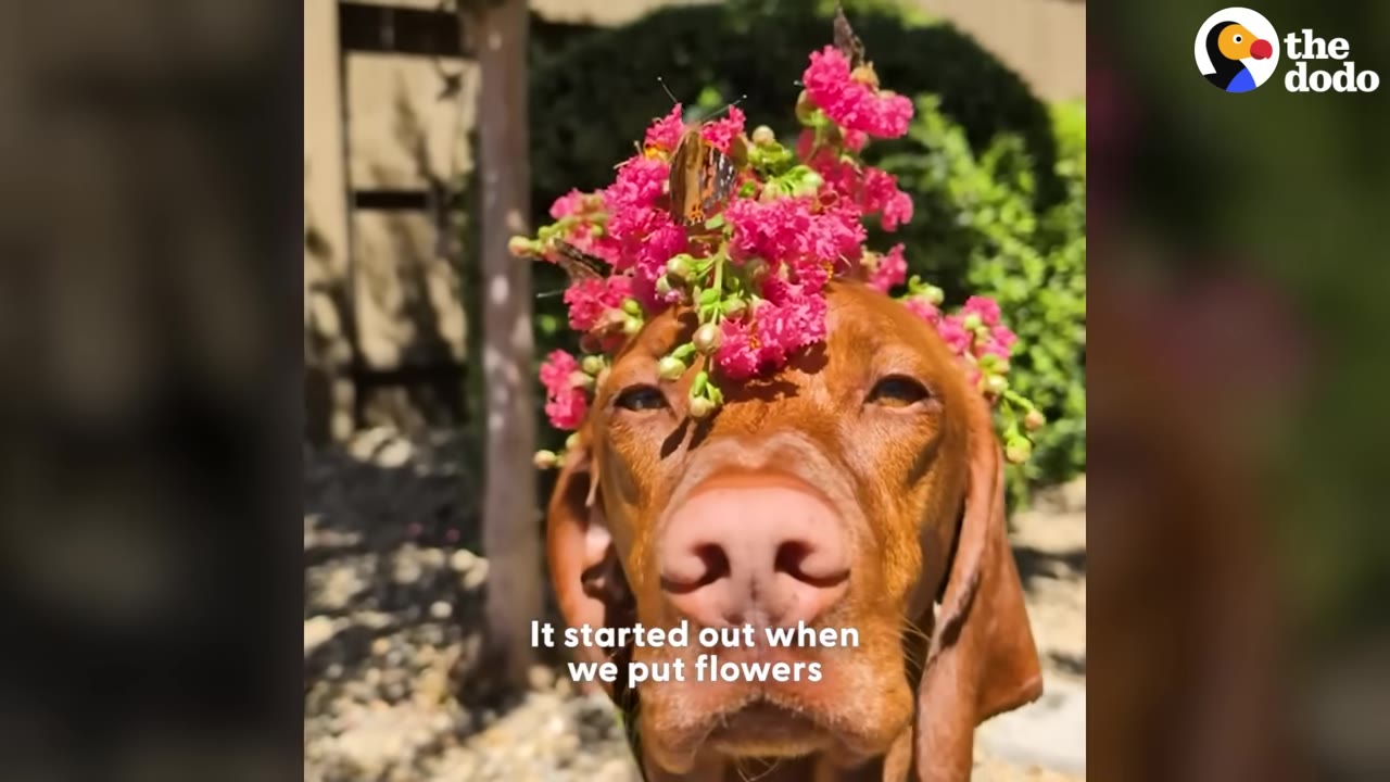 A close-up of a brown Vizsla dog named Mendo calmly balancing a cluster of bright pink flowers on his head, with a butterfly resting on the blossoms.