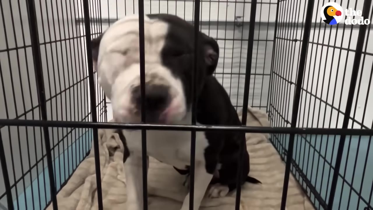 A black and white dog sits inside a metal wire crate on a tan blanket, looking forward with a gentle expression.