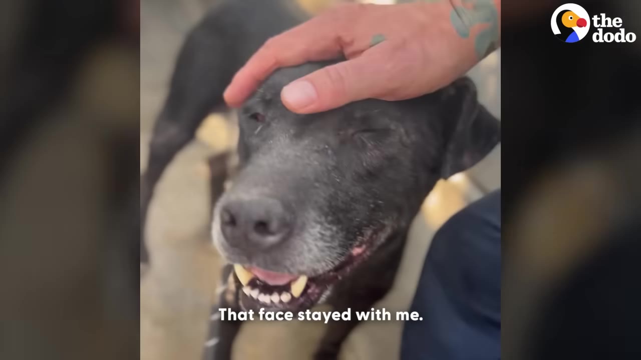 A close-up of a black dog's face being gently petted by a person's hand, with the dog squinting happily.