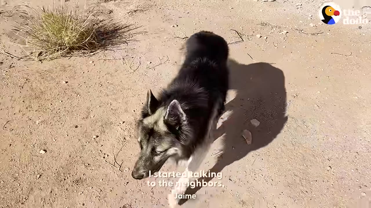 A fluffy black and grey dog walks on sandy ground under the sun, casting a shadow.