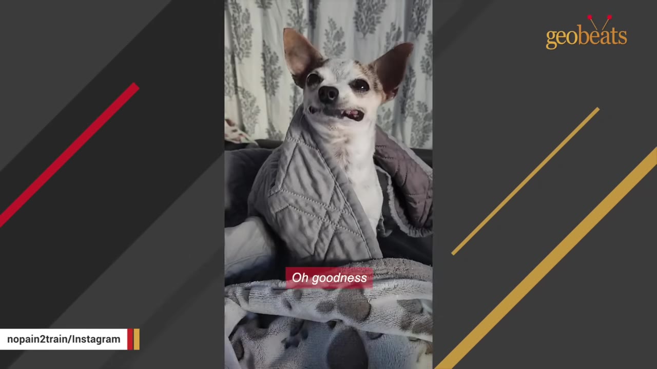 A small white and brown Chihuahua wrapped in a grey quilted blanket, looking directly at the camera with a slight underbite.