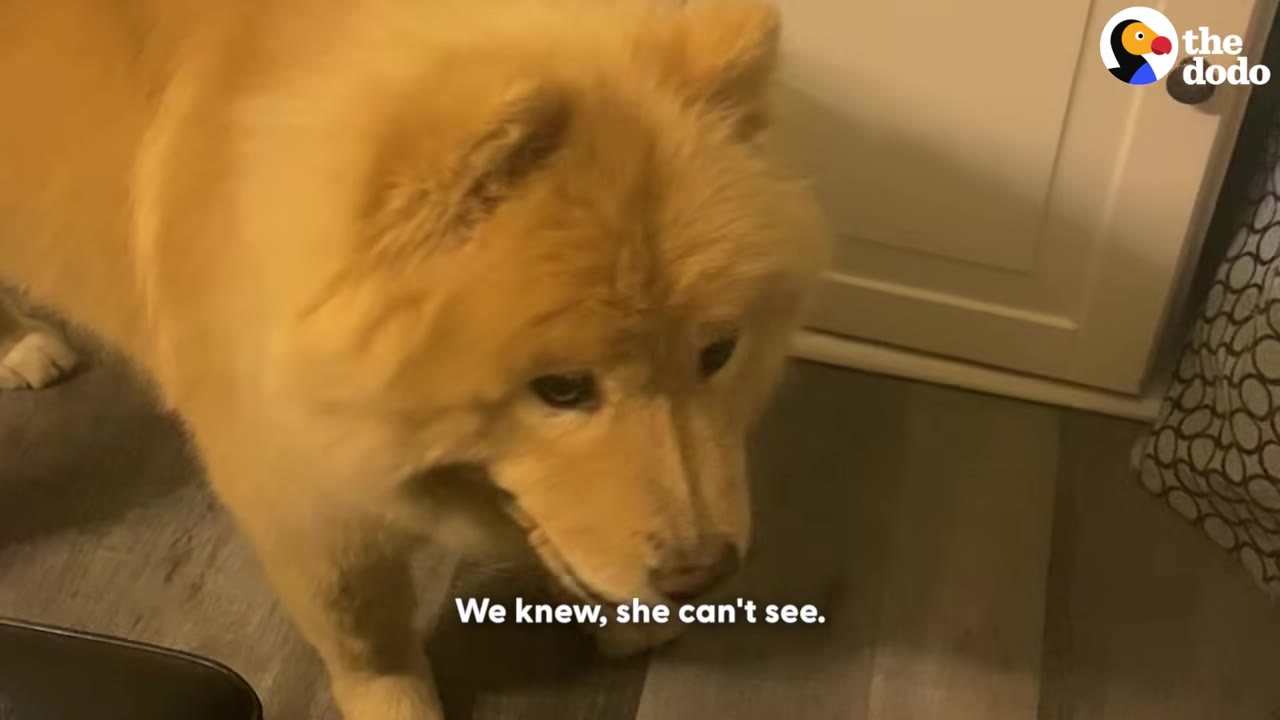 A close-up shot of a fluffy, light-brown dog looking down with a solemn expression indoors.