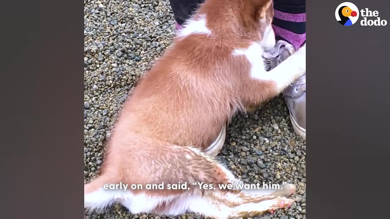 A brown and white puppy sits on gravel, leaning its front paws against a person's shoe.
