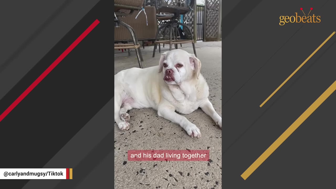A small white dog with a prominent underbite lies on a concrete patio under some chairs.