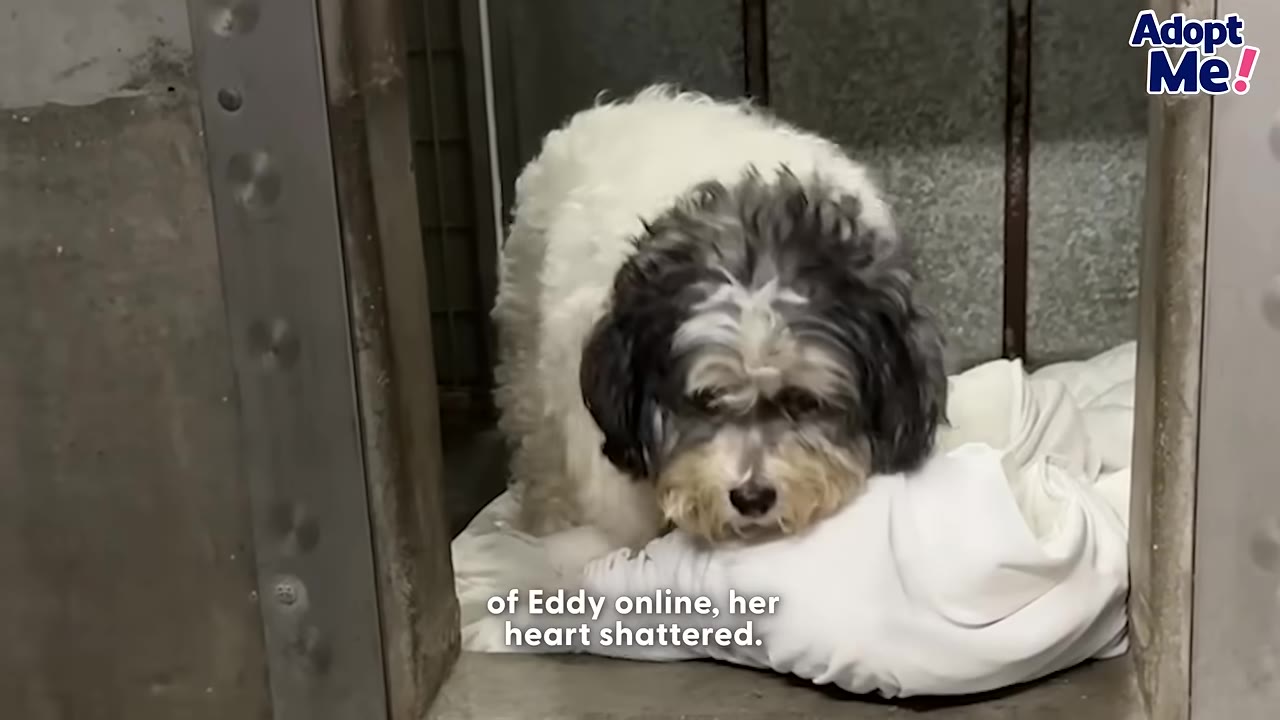 A sad-looking small, fluffy black and white dog sits inside a shelter kennel, resting its head on a white blanket.