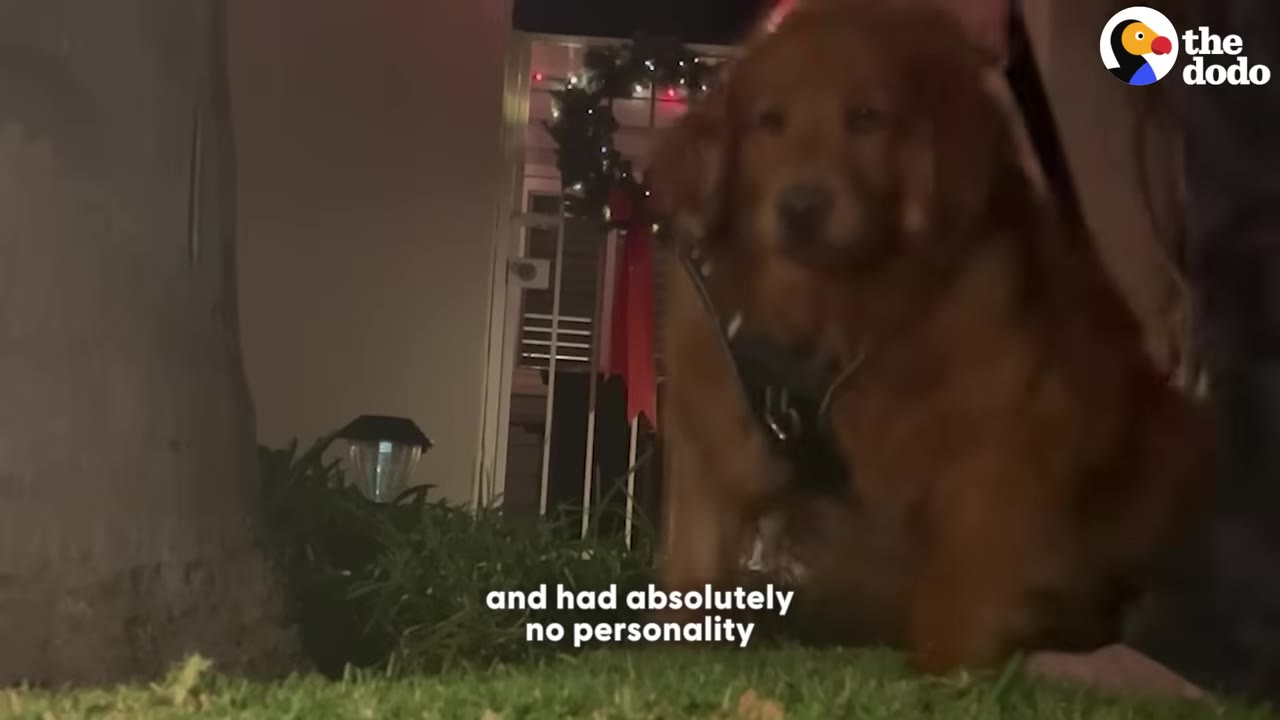 A golden retriever wearing a harness sits on the grass at night, looking forward with a sad, blank expression.