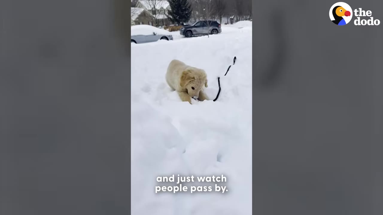 A golden retriever puppy stands in deep snow in front of a snow-covered street with parked cars.