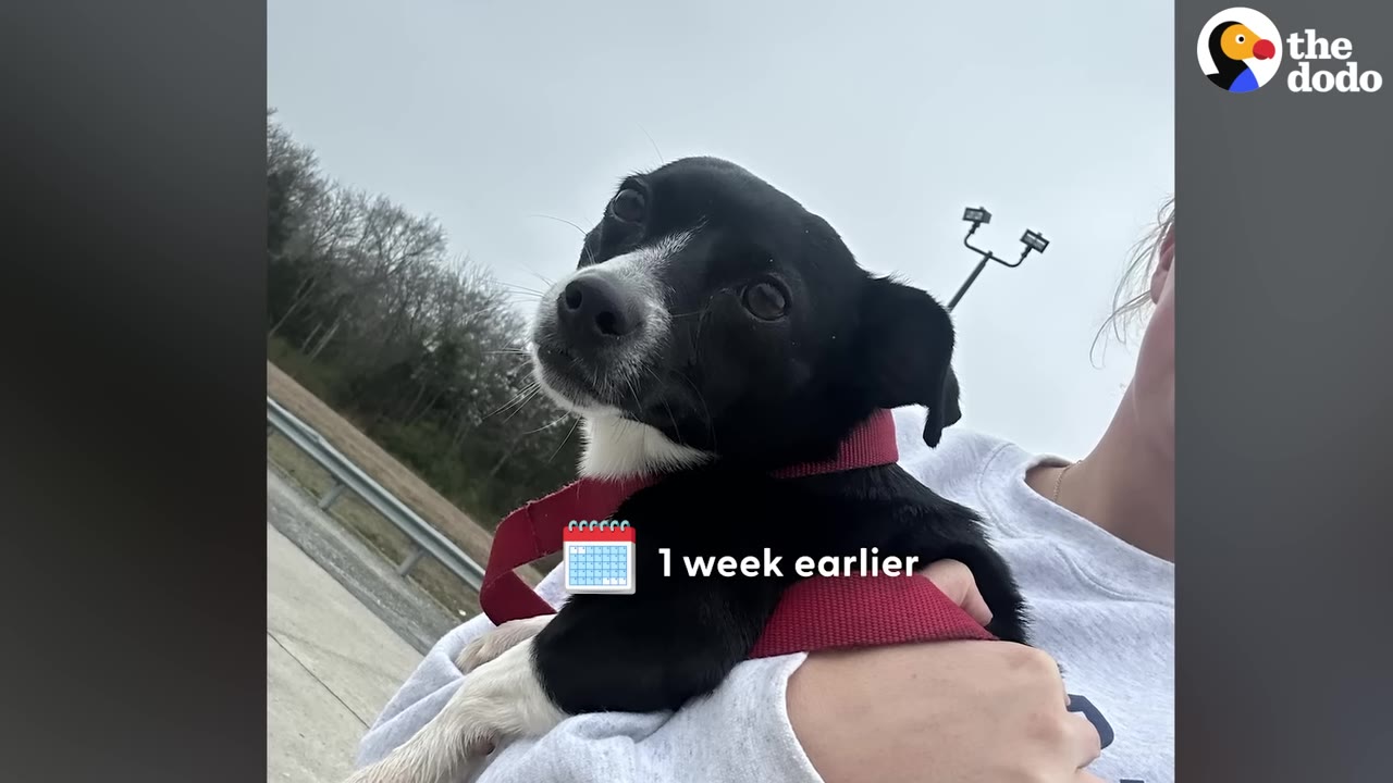 A small black and white dog with a red collar is held in someone's arms next to a highway guardrail.