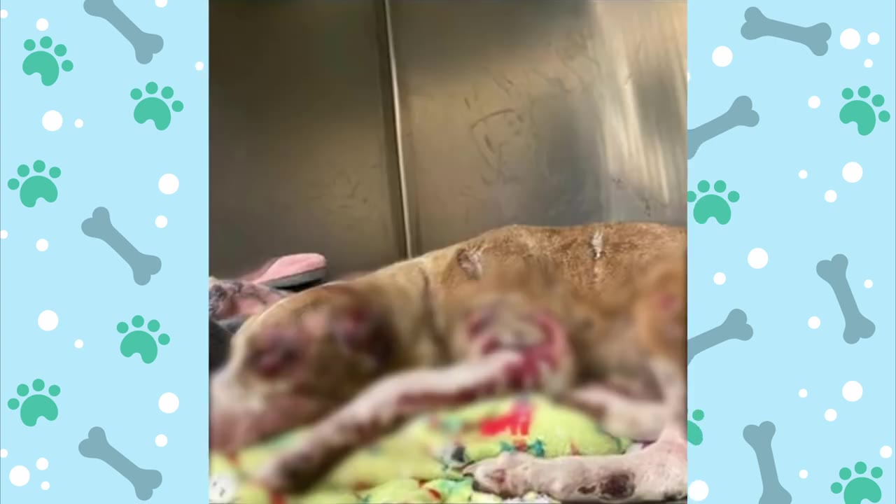 A severely injured, thin brown dog lying down on a blanket inside a metal enclosure, showing signs of physical trauma and neglect.