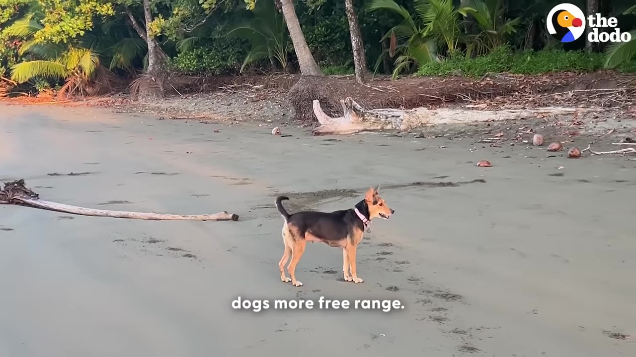 A medium-sized black and tan dog stands on a sandy beach with a dense tropical jungle in the background.
