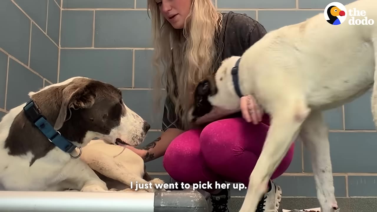 A woman with long blonde hair and pink pants kneels in a shelter kennel, petting a brown and white dog lying on a cot while another white dog stands nearby.