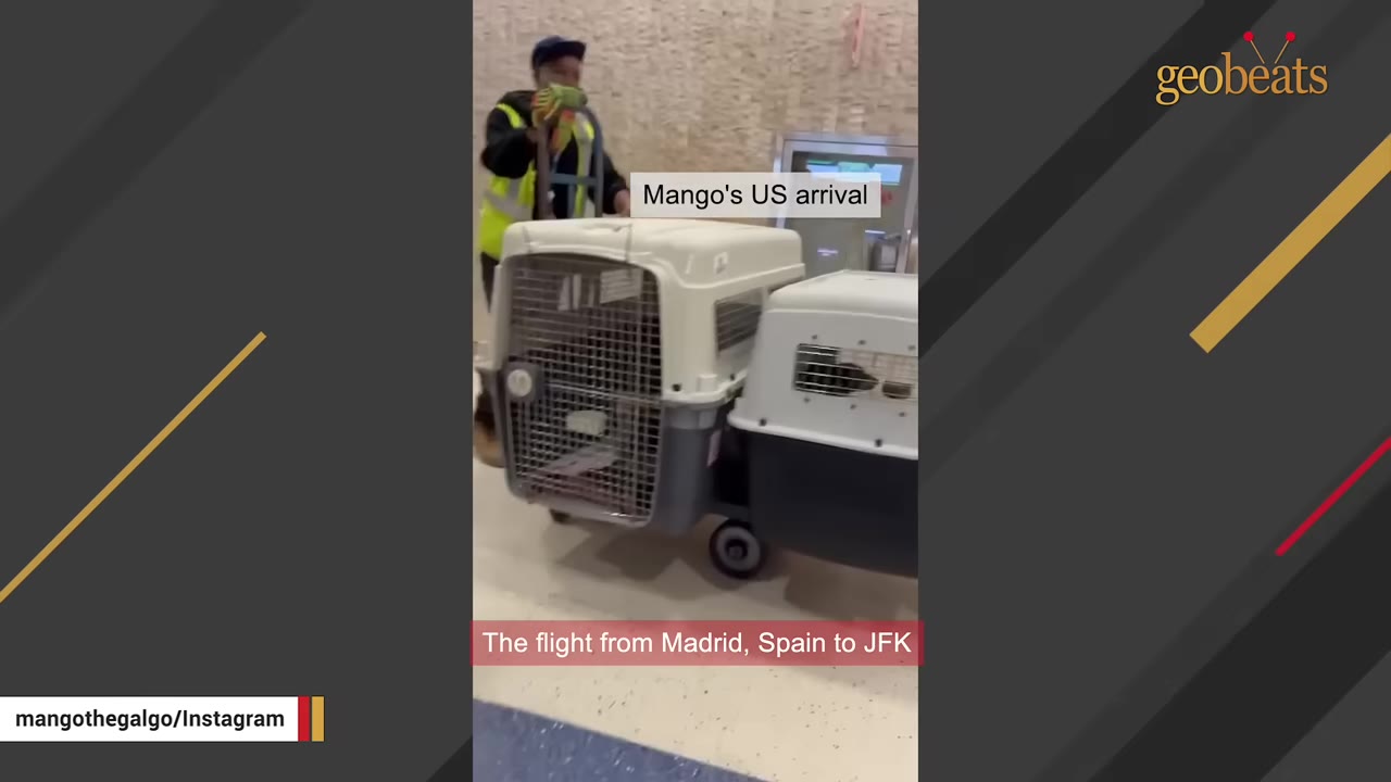 An airport worker pushing a cart with two large pet travel crates, with text overlays reading 'Mango's US arrival' and 'The flight from Madrid, Spain to JFK'.