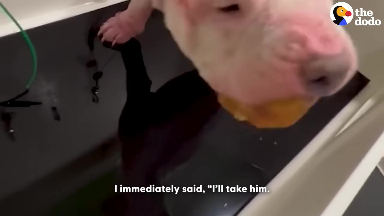 A close-up of a pink, hairless dog looking down into a dark bathtub with the subtitle 'I immediately said, "I'll take him.'"