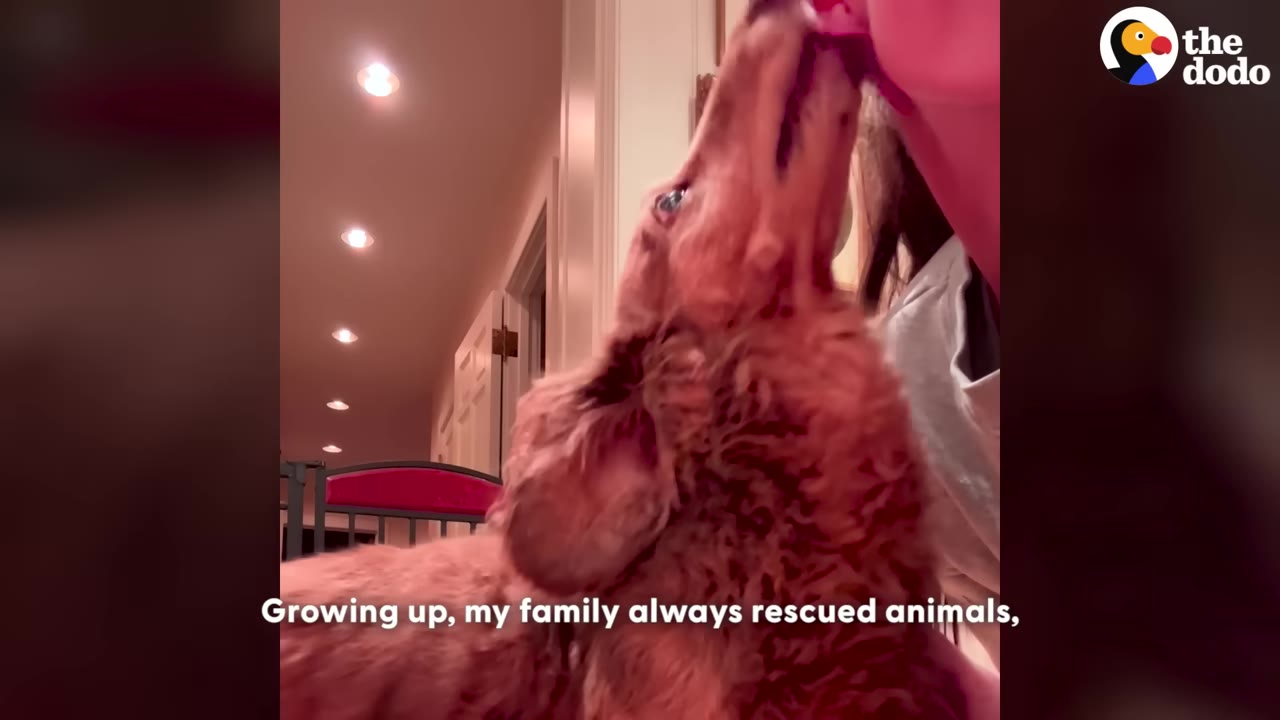 A fluffy brown dog licks the chin of a person, with text on screen reading 'Growing up, my family always rescued animals,'.