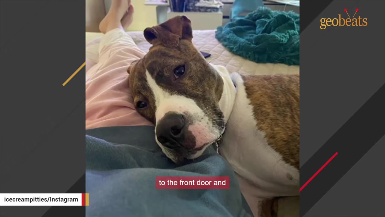 A brindle and white dog rests its head quietly on a person's lap, looking up with a gentle expression.