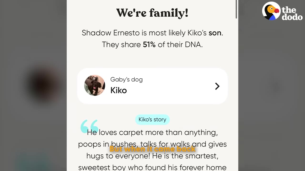 A screenshot of an Embark dog DNA test result page showing that Shadow Ernesto is most likely Kiko's son, sharing 51% of their DNA.