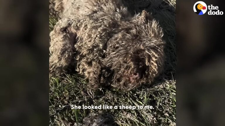 Georgia Rescuer Finds An Animal That Looks Like A Sheep, But The Truth Leaves Them Stunned