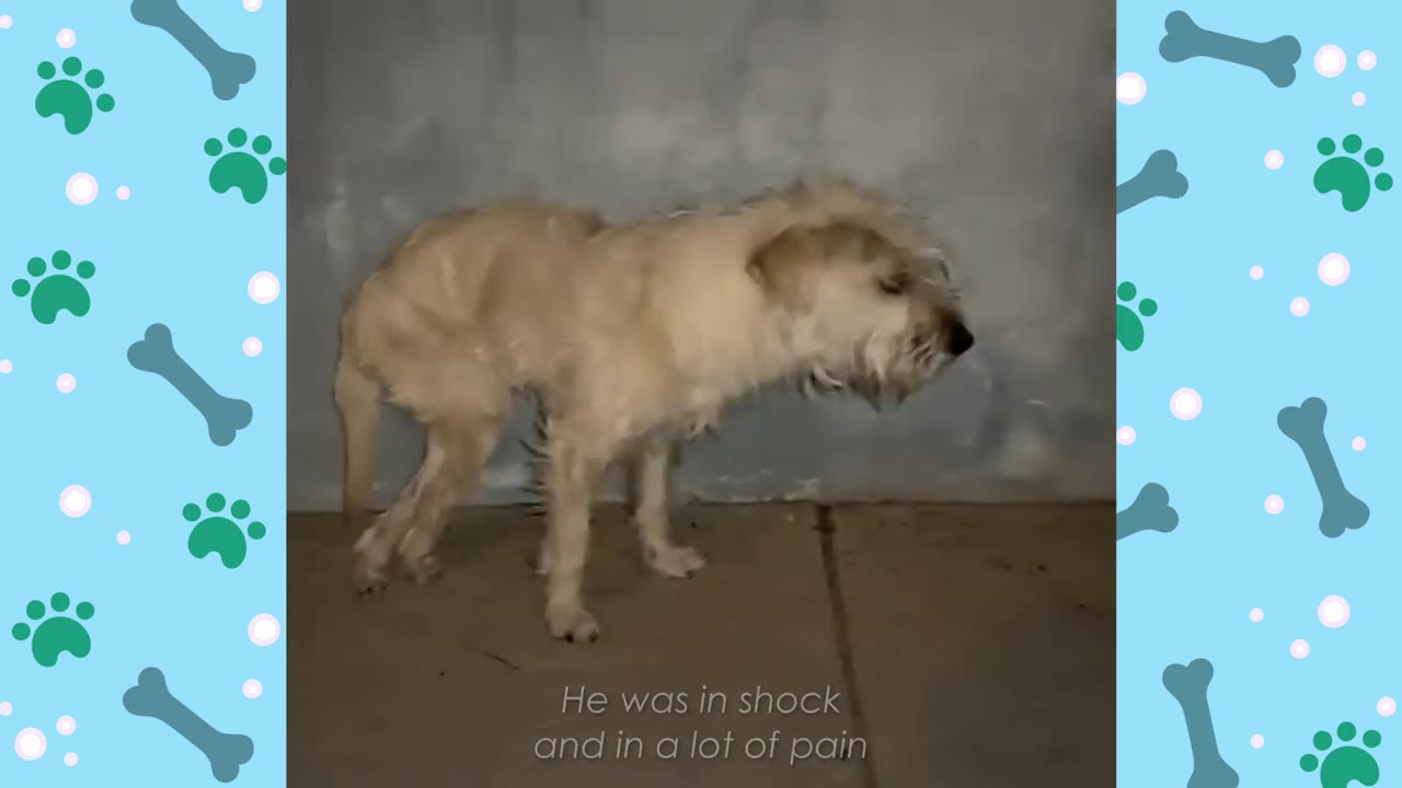 A scruffy, light-colored dog stands shakily on a tiled floor against a plain wall, appearing weak and in distress.