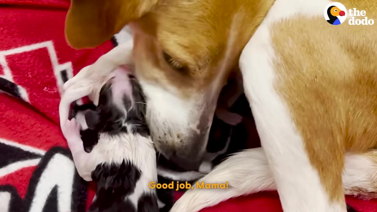 A brown and white dog gently licks her newborn black and white puppy on a red blanket.