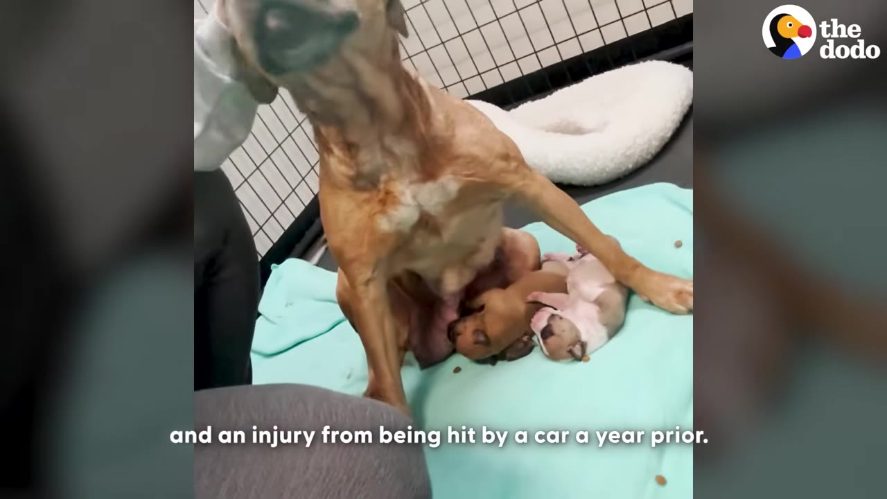 A brown dog sits awkwardly on a light blue blanket next to her newborn puppies in a shelter kennel.