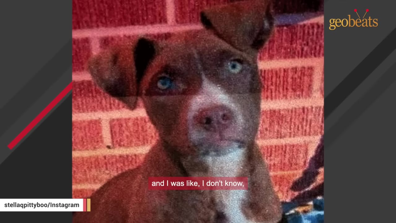 A close-up photo of a brown and white puppy with blue eyes looking directly at the camera in front of a red brick wall.