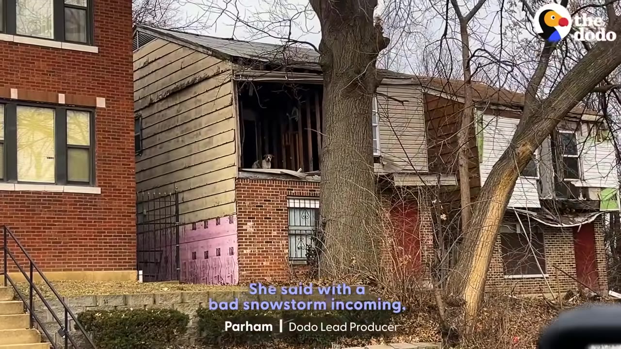 A dog stands in the exposed upper floor of a damaged, dilapidated brick and siding building next to a large tree.
