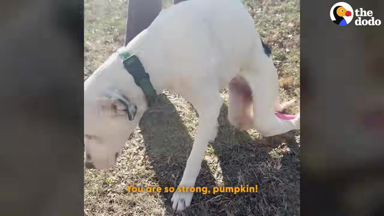 A white dog with a green collar stands on its front legs while dragging its paralyzed hind legs on the grassy ground.