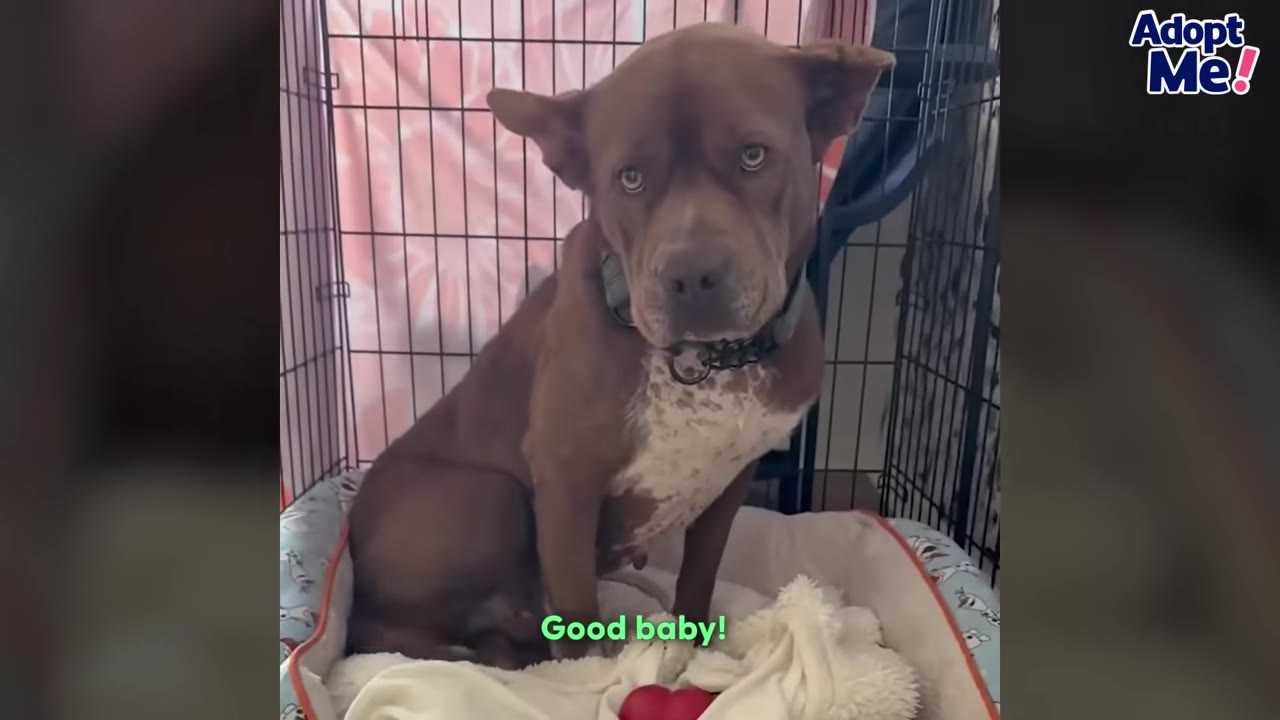 A brown dog with white markings on its chest sits inside a wire crate, looking directly at the camera with a concerned expression.
