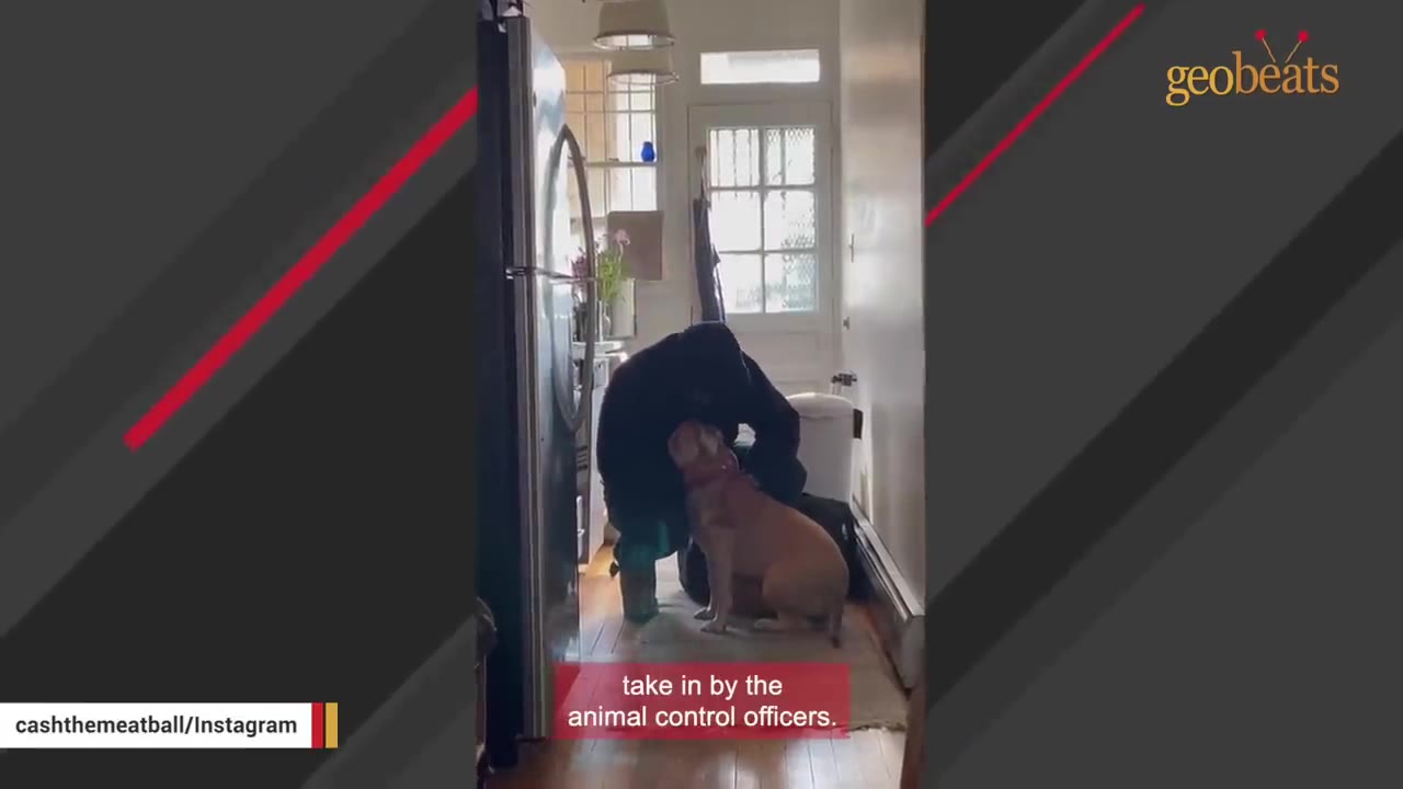 A person in a dark jacket kneeling down to pet a light brown dog in a hallway.