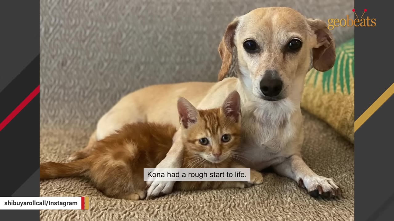 A light brown dog lies on a textured rug with its paw draped over a small orange tabby kitten.