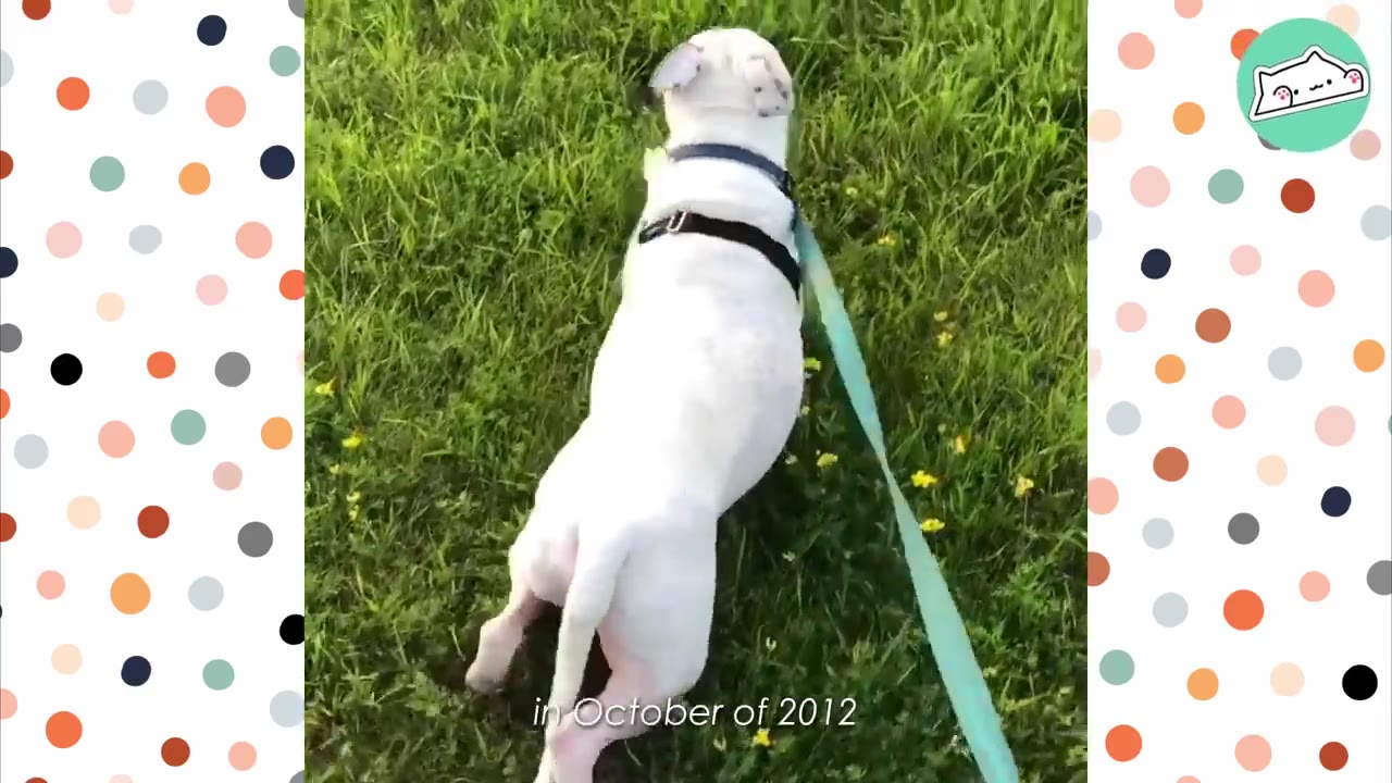 A white dog with a black harness and a light blue leash walks on green grass, with text reading 'in October of 2012' at the bottom.
