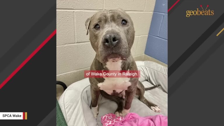 North Carolina Dog Lost His Ear, But What He Did To His Favorite Toy Will Melt Your Heart