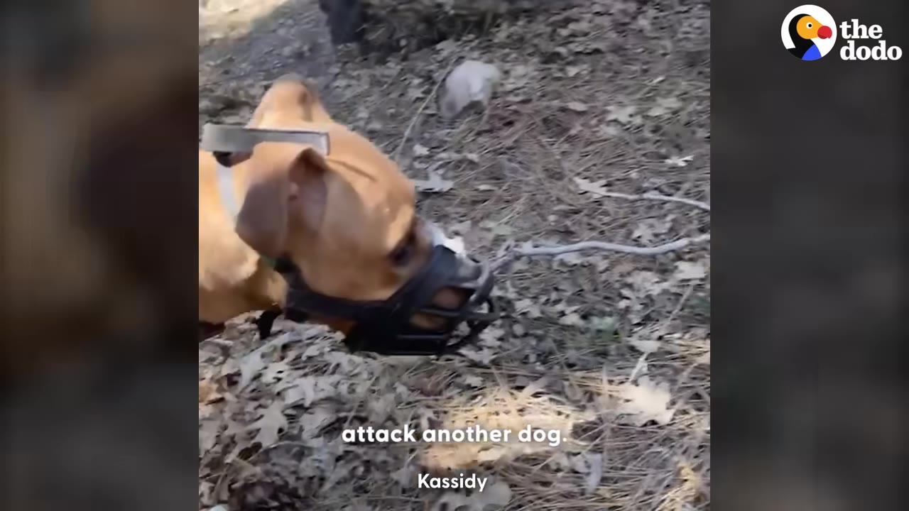 A tan dog wearing a black basket muzzle stands on a forest floor covered in dry leaves and pine needles.