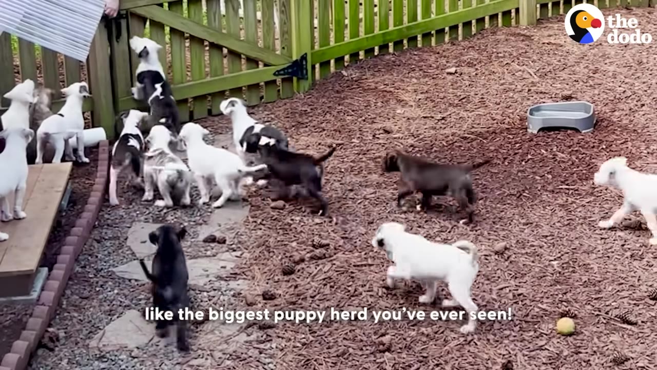 A large group of black and white puppies running around in a fenced backyard covered in wood chips.