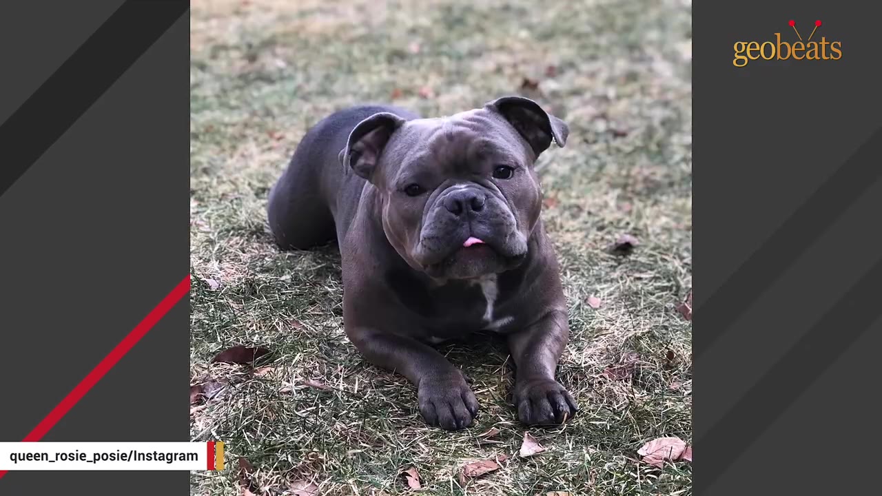 A grey bulldog-type dog lies on the grass, looking directly at the camera with a tiny bit of her pink tongue sticking out.