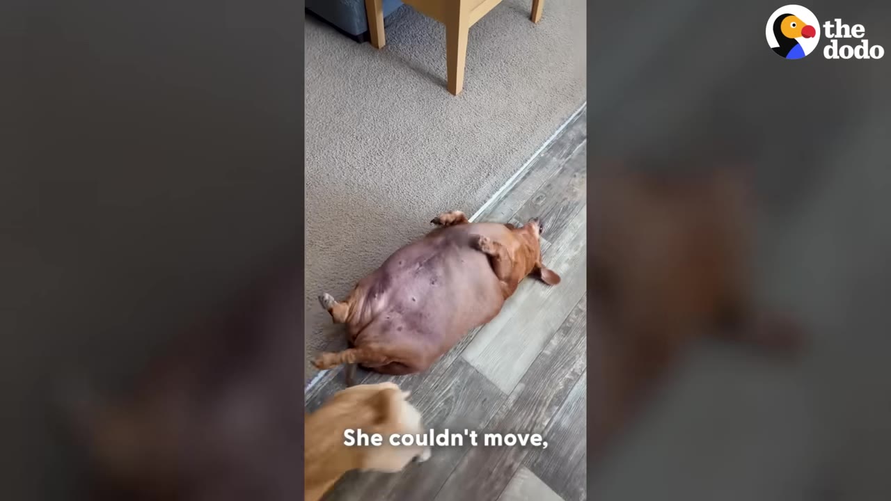 An extremely overweight brown dachshund lies flat on its back on the floor, unable to roll over.