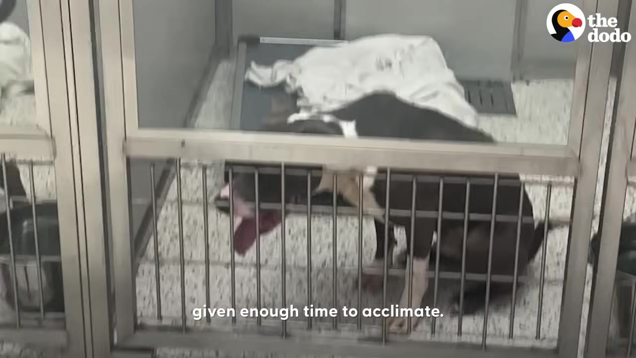 A black and white dog sits inside a metal-barred shelter kennel with a white blanket on a cot in the background.