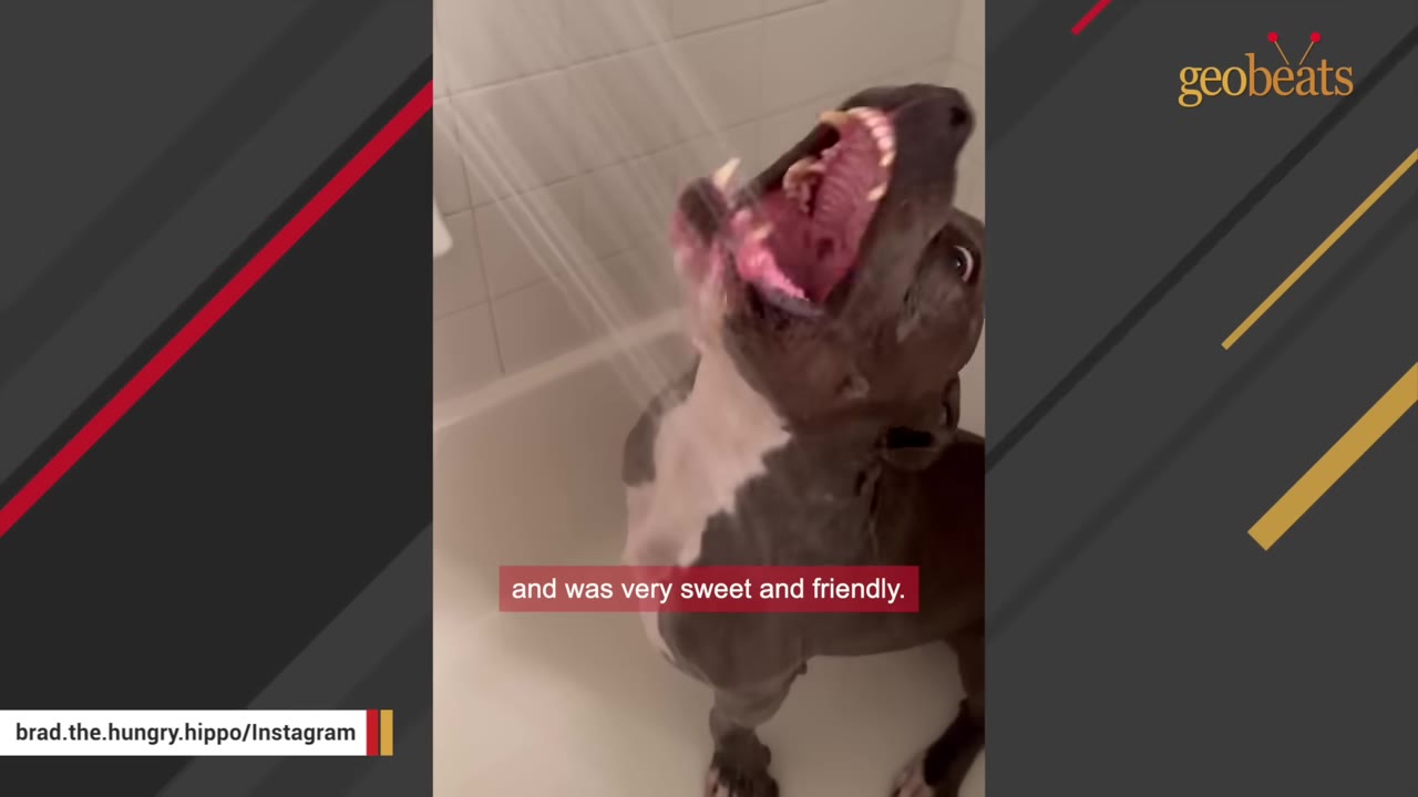 A grey and white pit bull stands in a shower stall with its mouth wide open, catching the stream of water.
