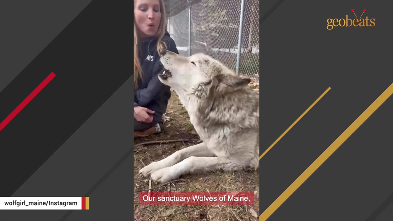 A woman sits next to a light-colored wolfdog howling in an outdoor sanctuary enclosure.